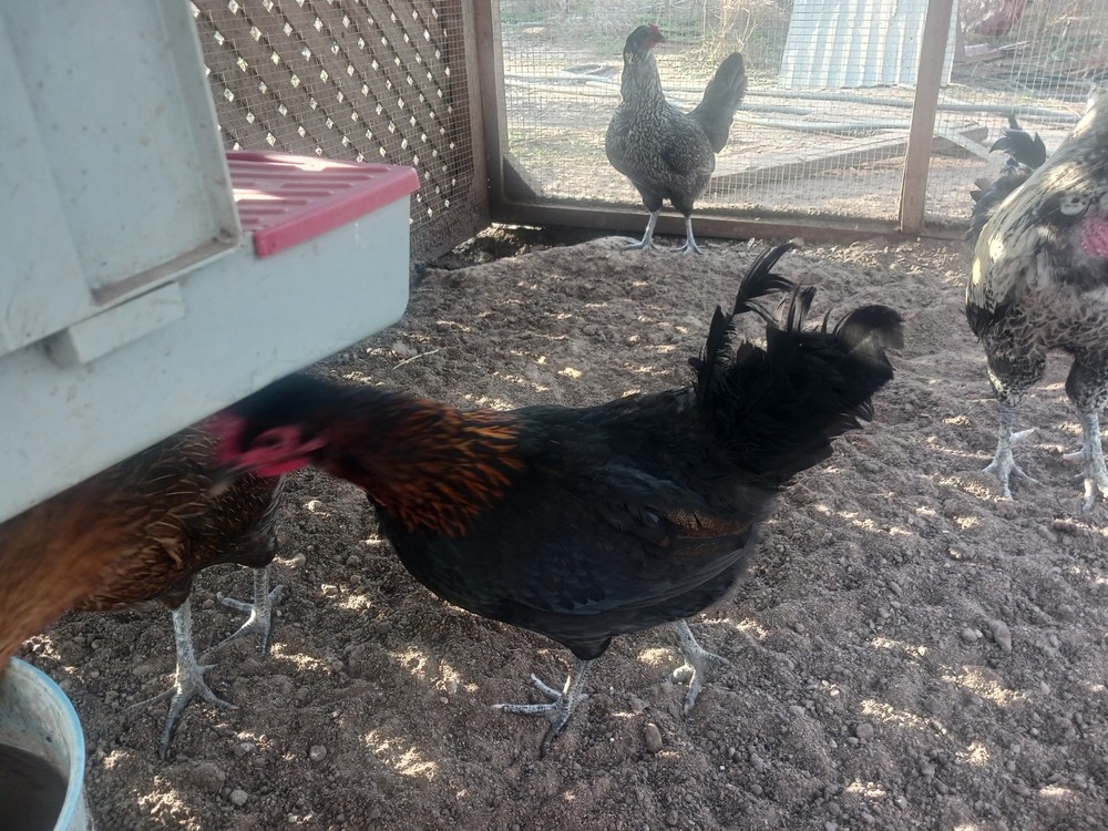 8+ American Long Crower Hatching Eggs