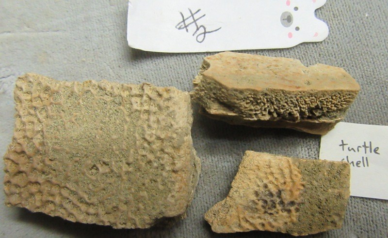 Fossil #2 Prehistoric Turtle Shell #2