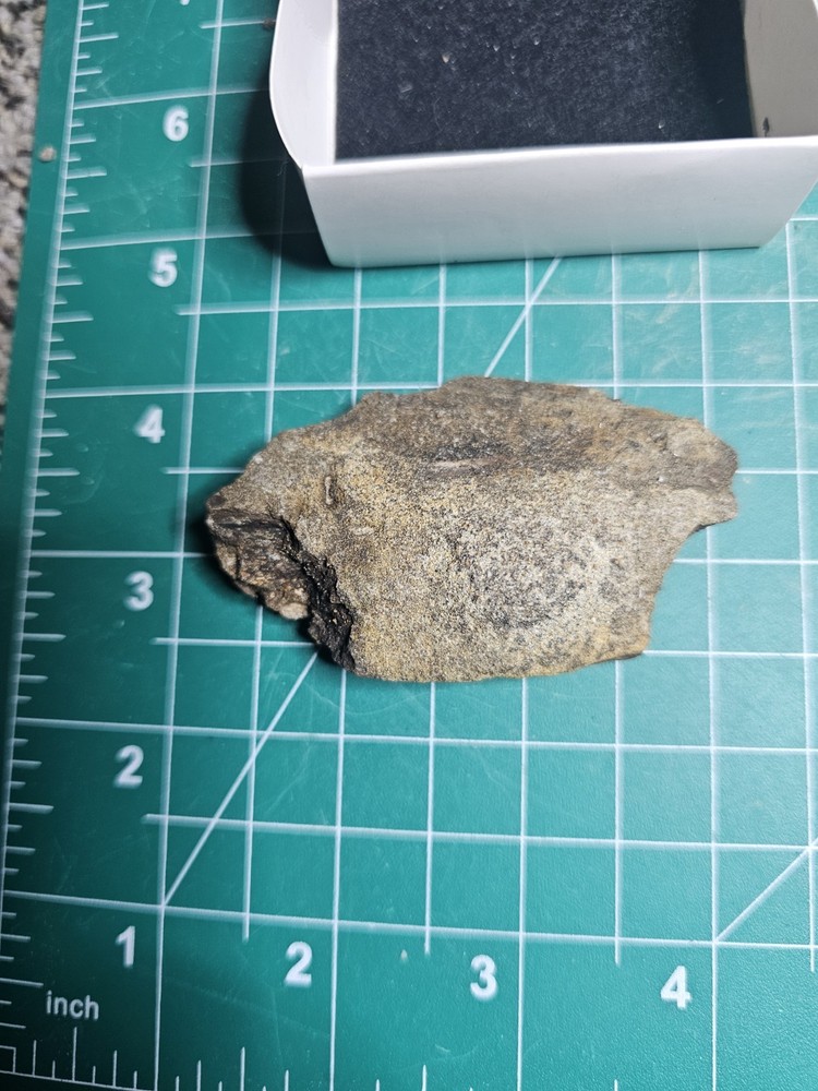 Triceratops Frill – Hell Creek Formation