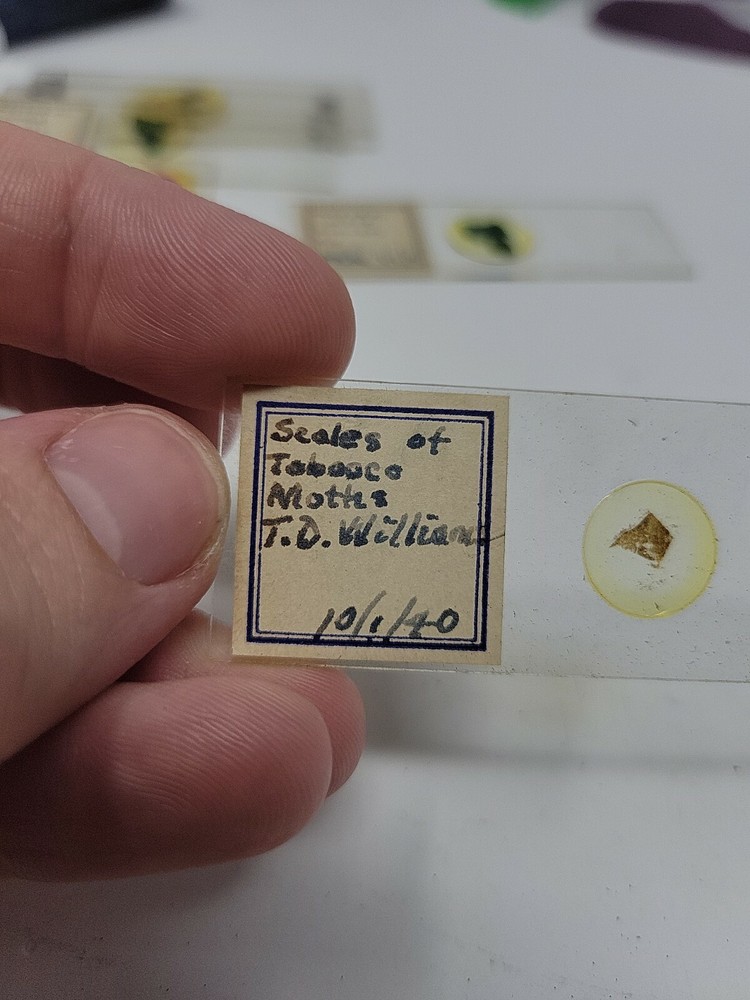 Vintage Microscope Slide 1940