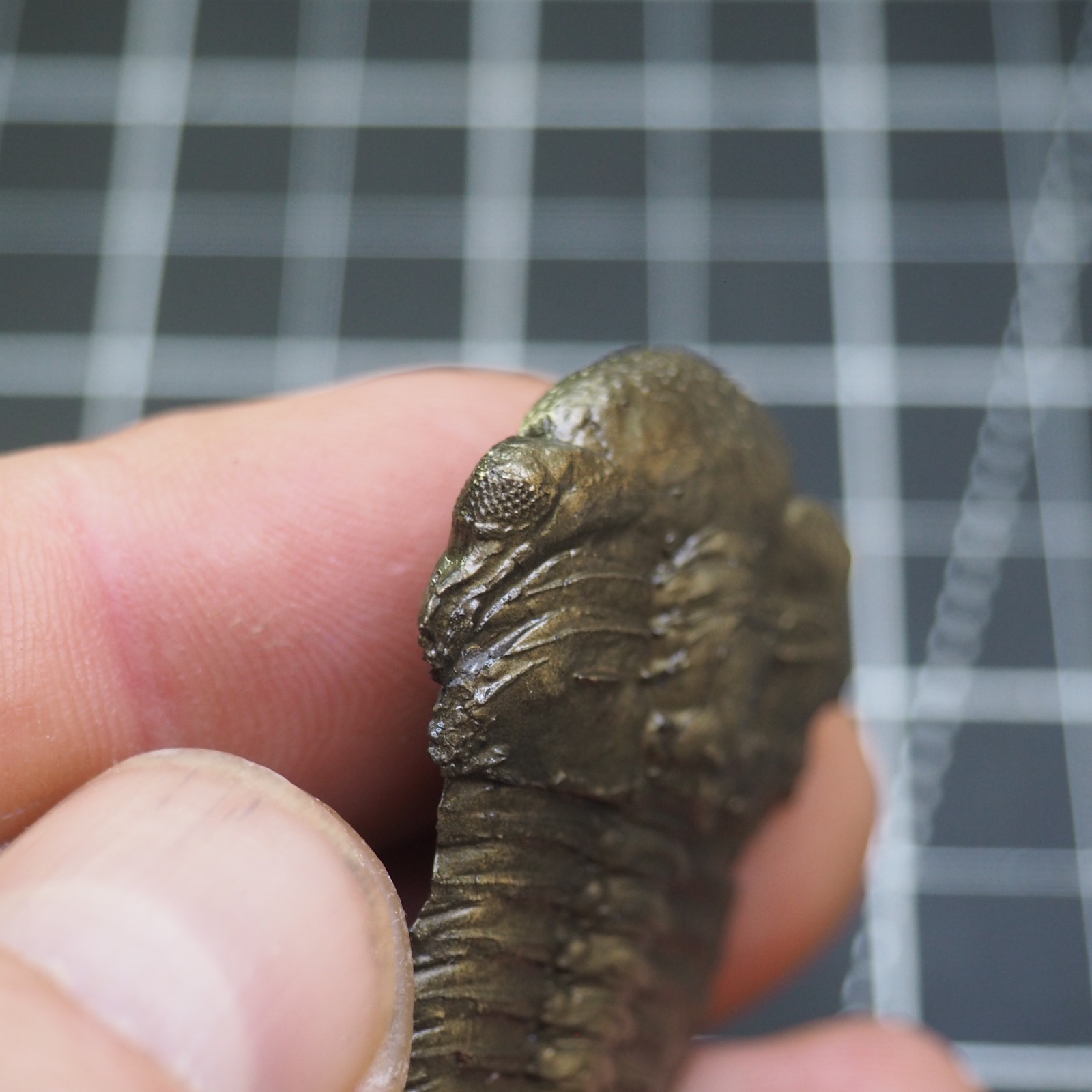 Chotecops ferdinandi Pyrite Trilobite Bundenbach Germany Fossil Devonian