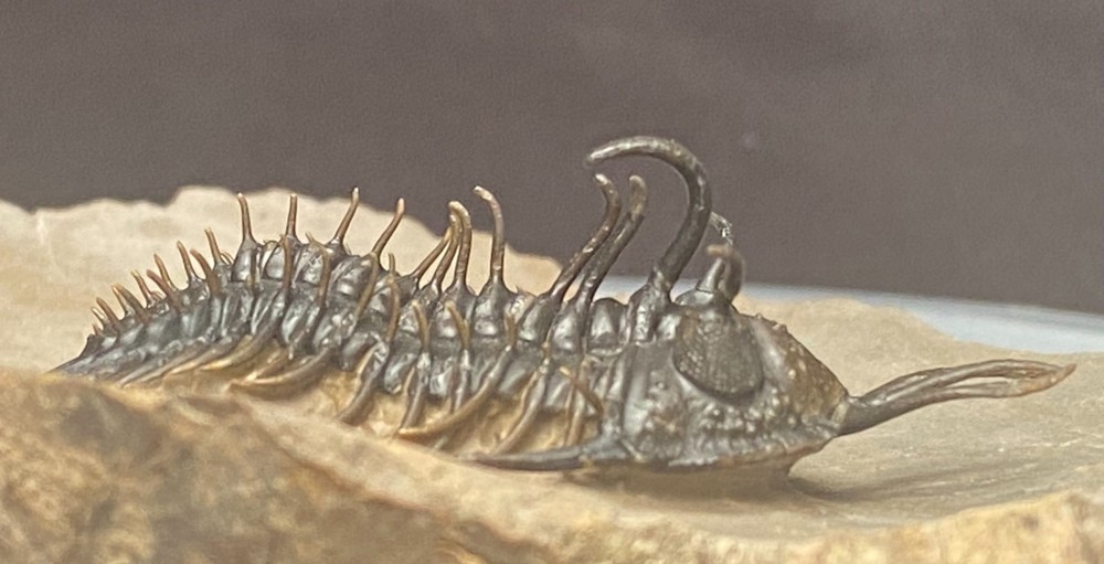 walliserops hammii & phacops