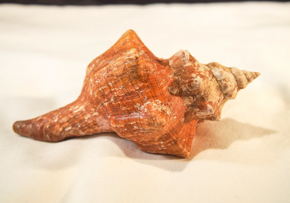 Conch Shell 6 x 2 x 3 natural patina brown