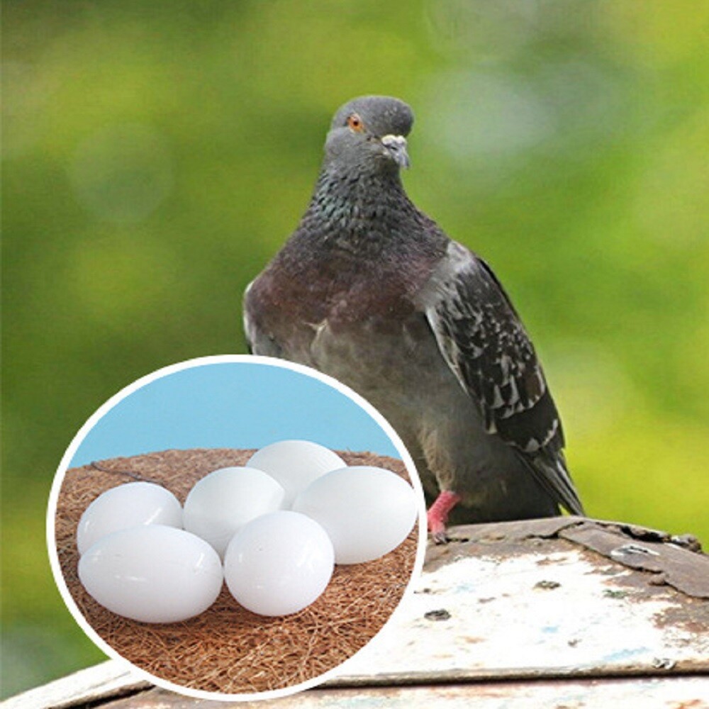 6Pcs White Solid Plastic Pigeon Dove Eggs Dummy Egg Improve Laying Survival Rate