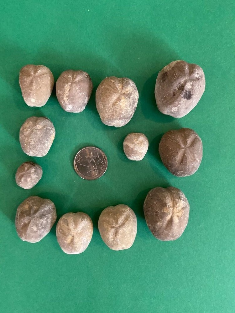 12 Pliotoxaster echinoids from Texas fossils