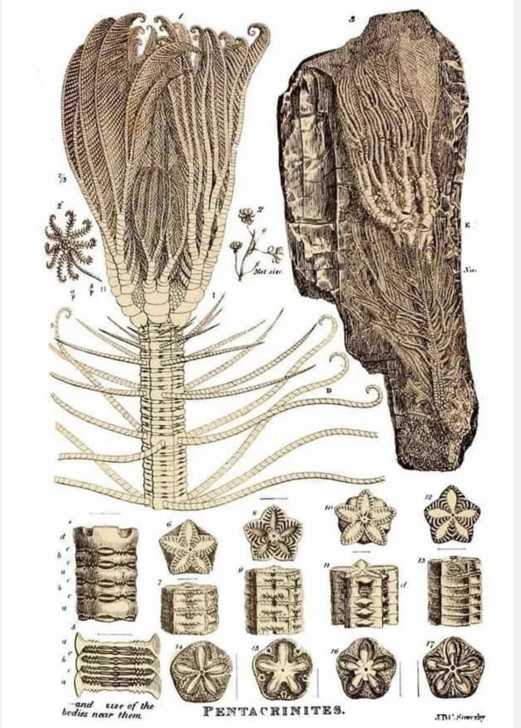 Utah Fossil Star Crinoid Pentacrinus Jurassic Age Echinoderm