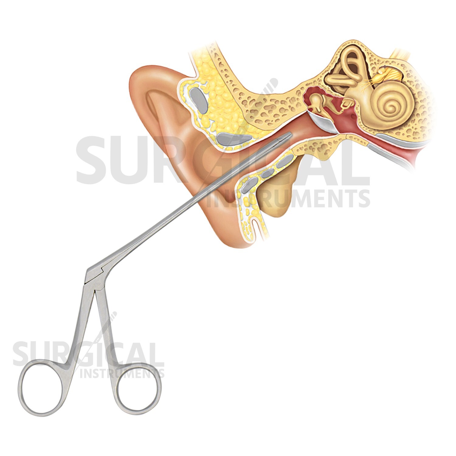 Alligator Forceps Surgical & Veterinary Instruments 10" Stainless German Grade