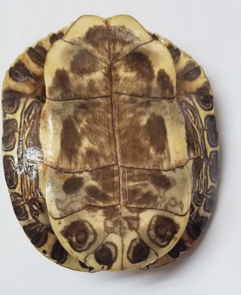 6" Genuine turtle shell, Leagel Slider Turtle Shell