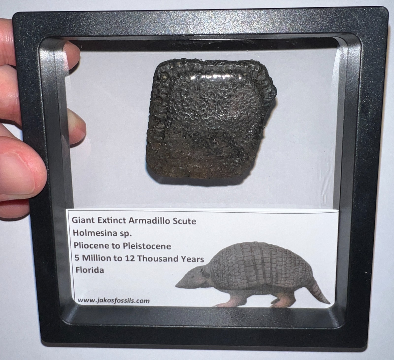 RARE Ice Age Fossil HOLMESINA GIANT ARMADILLO Scute Bone Armor Lot ONE PER ORDER