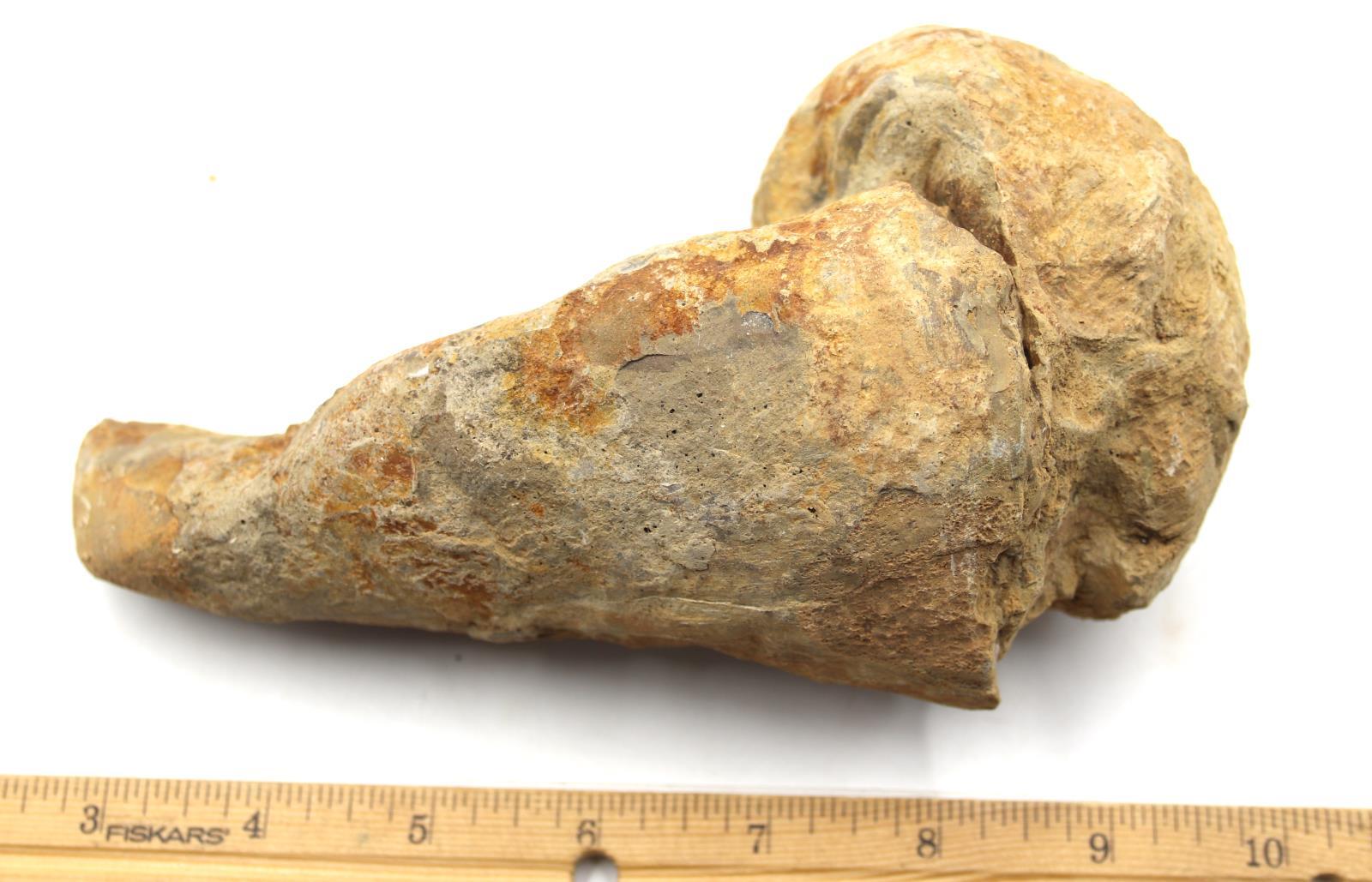 Lot of 2 Rudist Bivalve Fossils Upper Cretaceous #18120