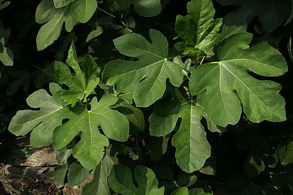 Fig Tree - 'Olympian' - Fruiting Fig Tree - Ficus Carica