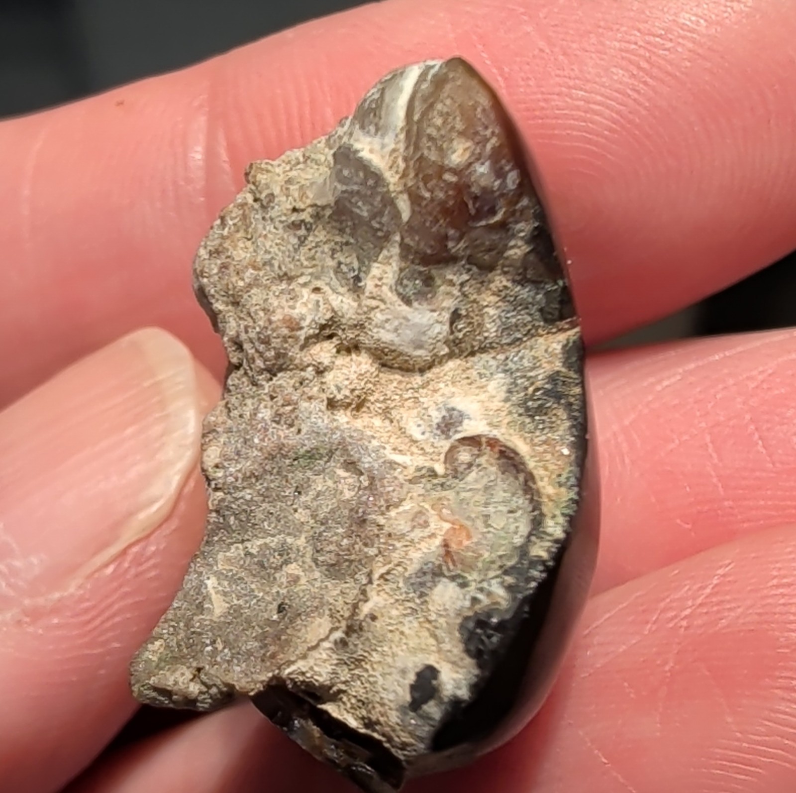 Polished Partial Fire Agate with Iridescent Specimen 7.9 grams