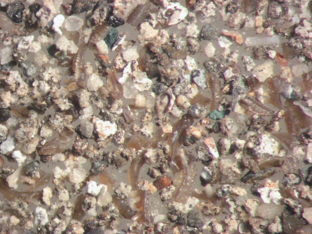 Devonian Conodont microfossil matrix sample LOWER Beechwood Limestone rich