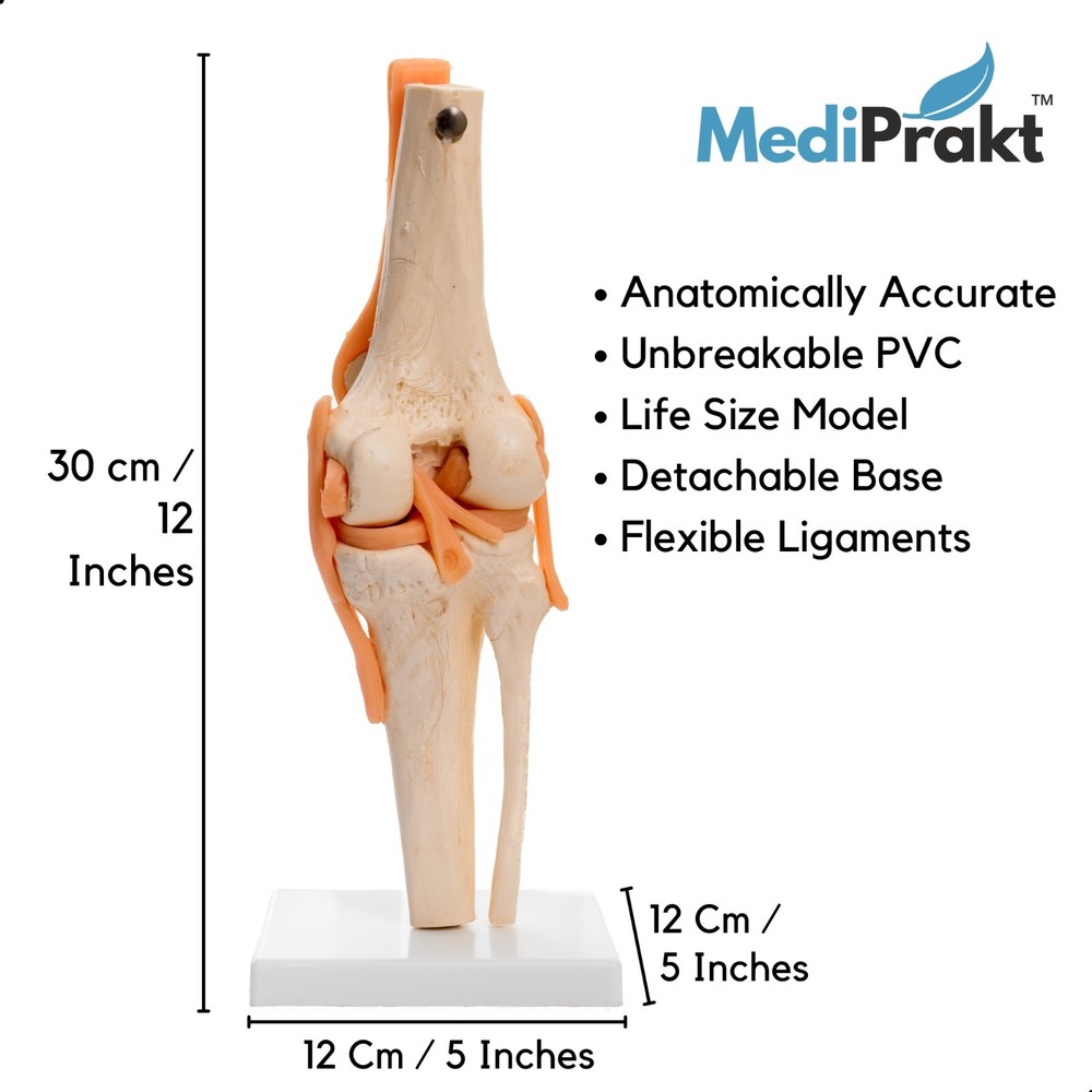 MediPrakt | JOINT MODEL COMBO - 3 | Shoulder Knee & Mini Spine
