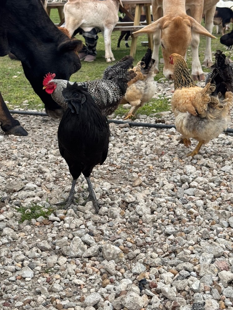 12 Barnyard Mix Hatching Eggs (Rare Breeds)