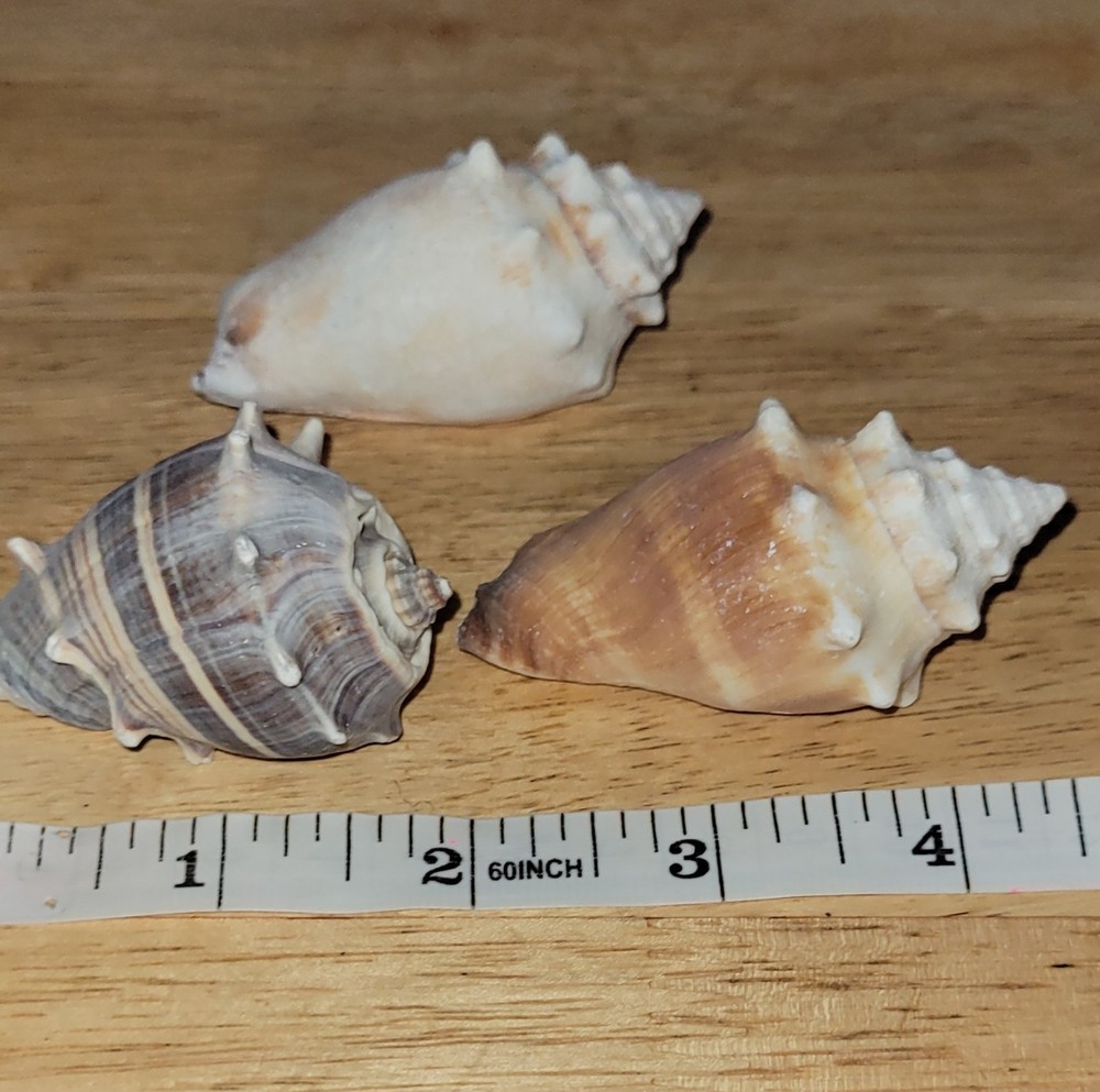 3 Assorted Small 2.5" Seashell/ Conch Shells Decorative