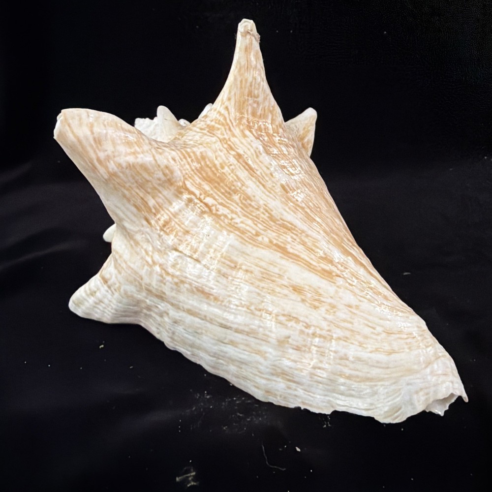 Queen Conch Shell 176.6mm No Collection Data (A666)