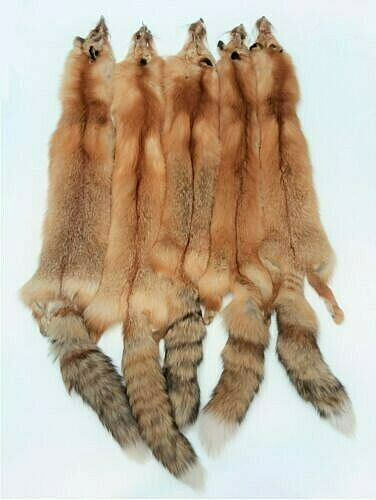 Tanned Canada Red Fox Winter “Heavy Fur” XL Pelt, Hide, Medium Grade (canrfmg)
