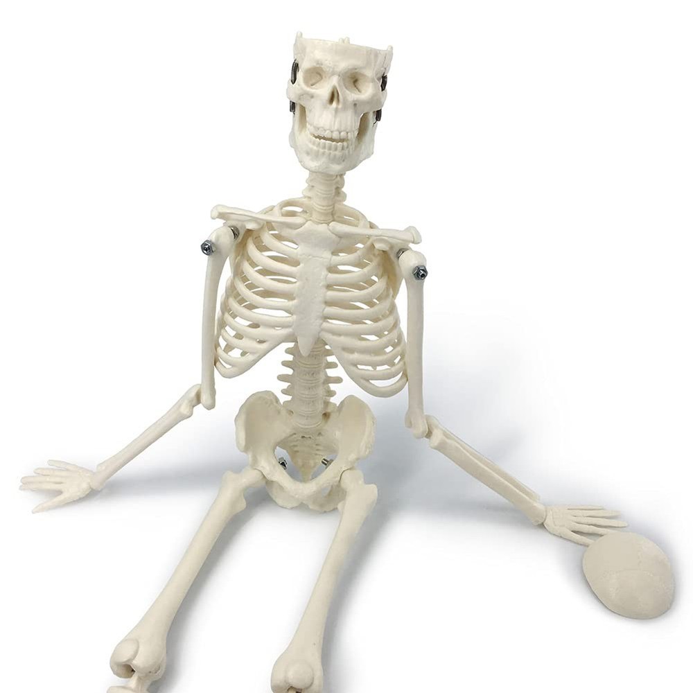 Mini Human Skeleton Model, 17.72” Petite Human Bones Model with Movable Arms,...