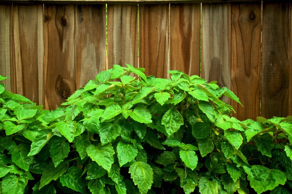 5 TRUE PATCHOULI Shrub Fragrant Patchouly Pogostemon Cablin Herb Seeds *Comb S/H