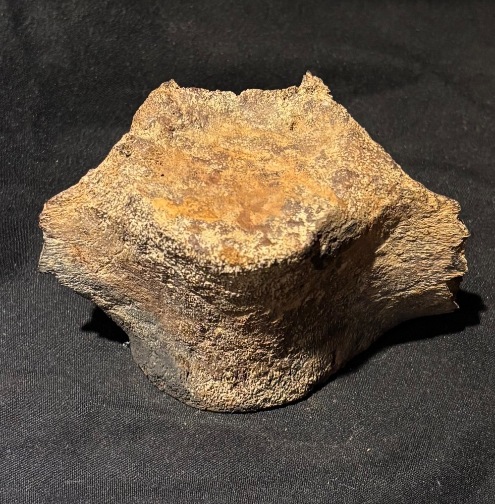 Prehistoric Fossil Dolphin Backbone Vertebrae SC