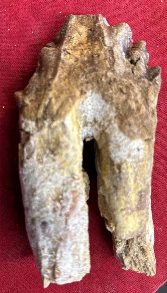 4” Basilosaurus Tooth 40-34 Mil Yrs Old Late Eocene