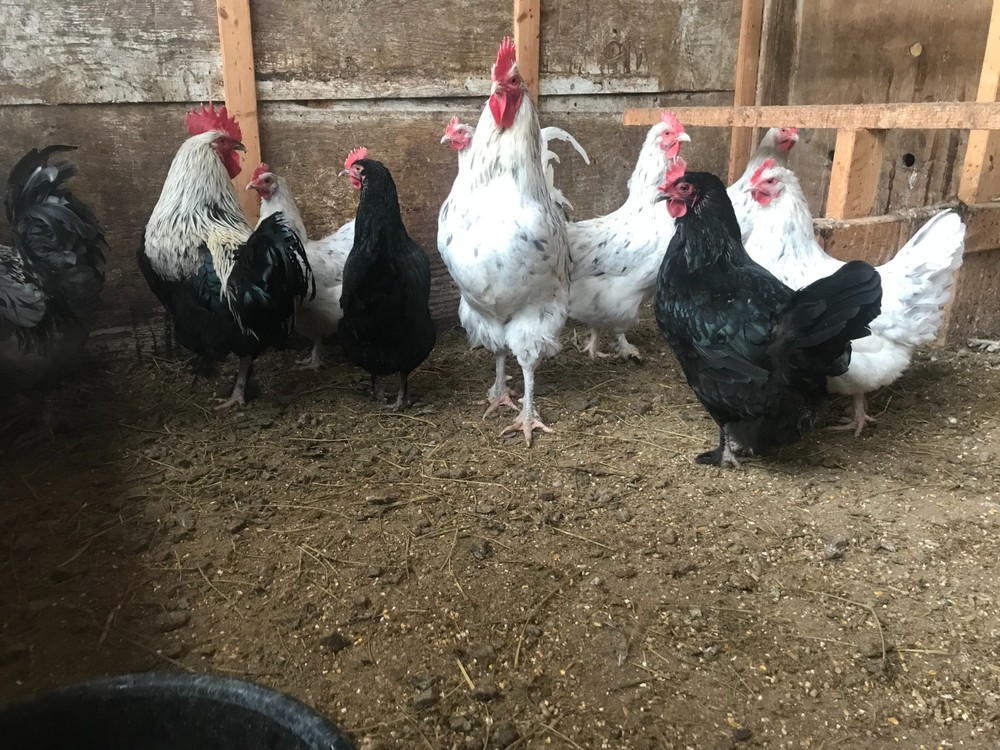 10++ Black Silver, Blue Silver, Splash - BBS Marans Hatching Eggs