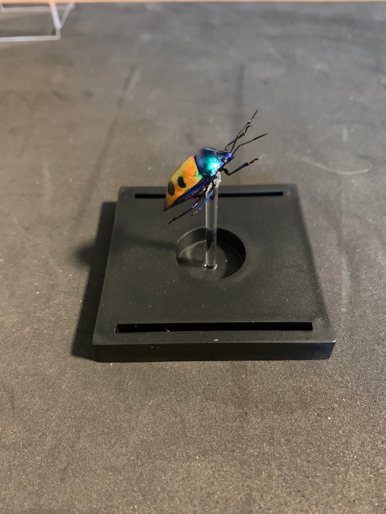 mounted Calliphara caesar (shield bug)