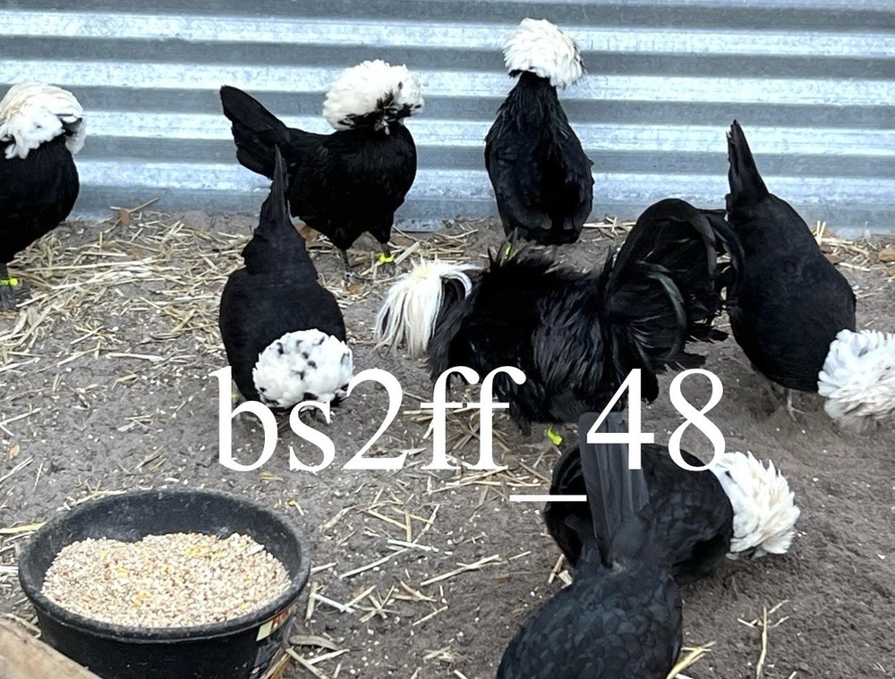 24+ Polish Hatching Eggs Variety Pack