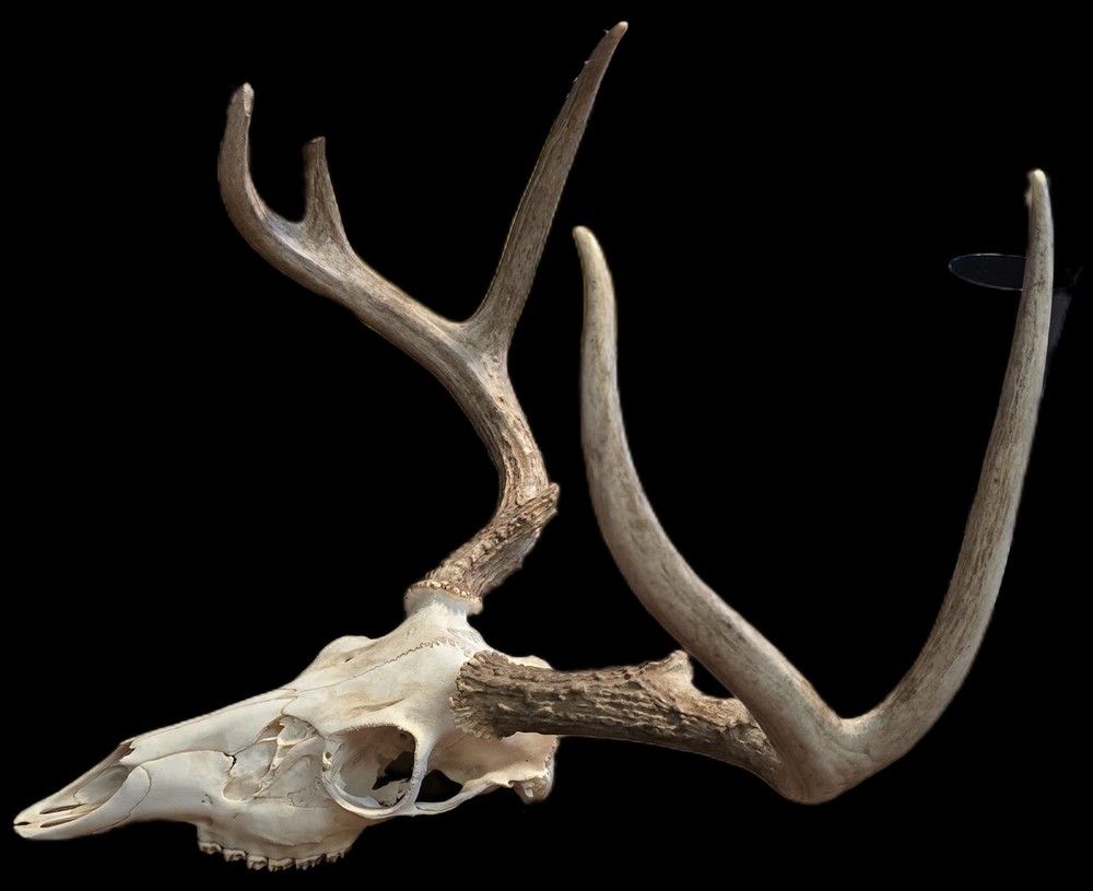 European deer mount white tail