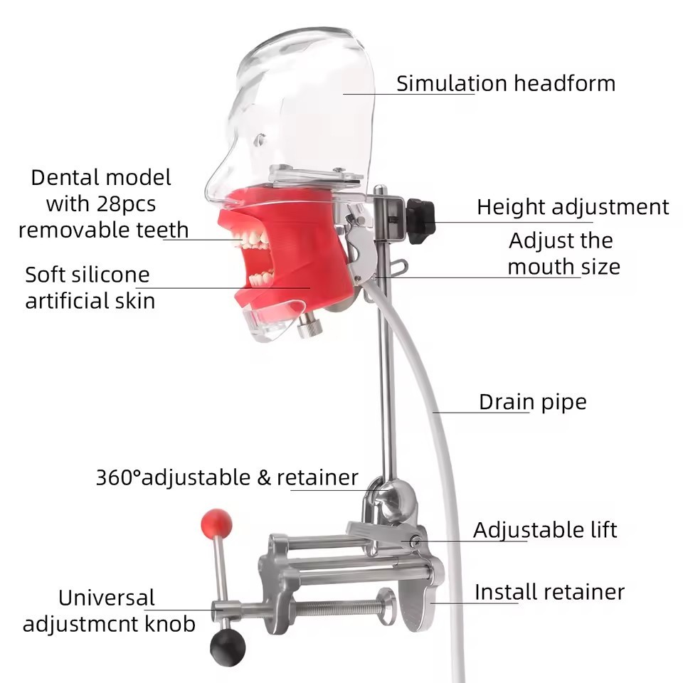 Dental Head Model Simulator Manikin Phantom With Bench Mount 28Pcs Teeth