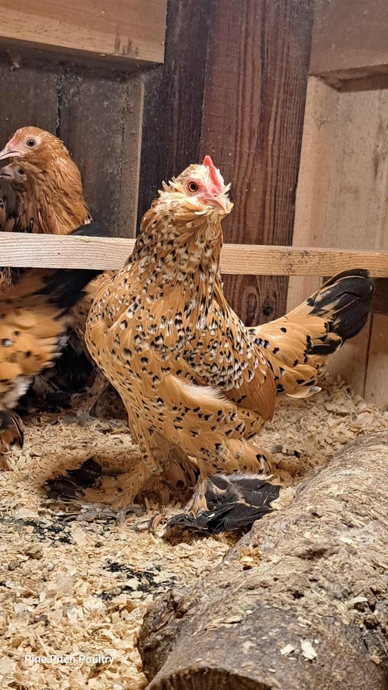 12 D'uccle Hatching Eggs Npip