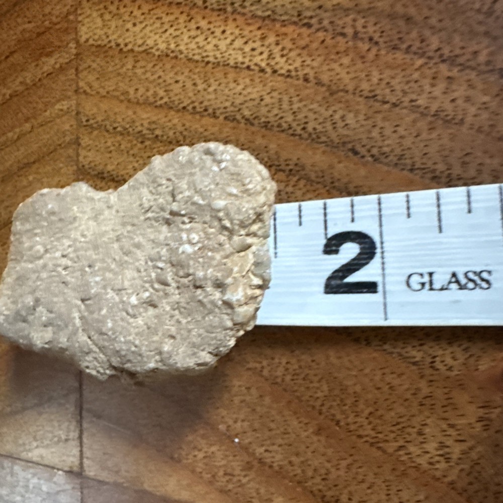 2” Fossil Specimen