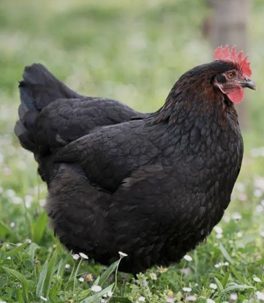 6 BBS Maran Chicken Hatching Eggs