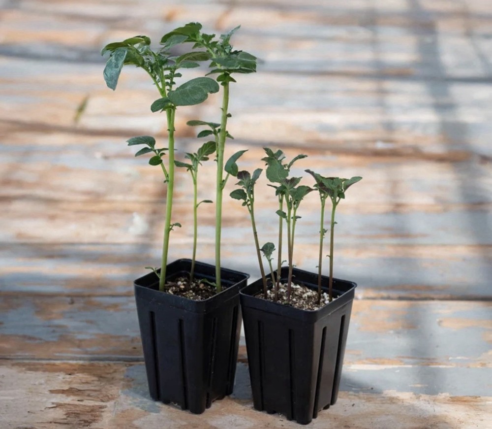 2 PACK Roots Alive! Fertilizer Tablets 12-8-4 10ct