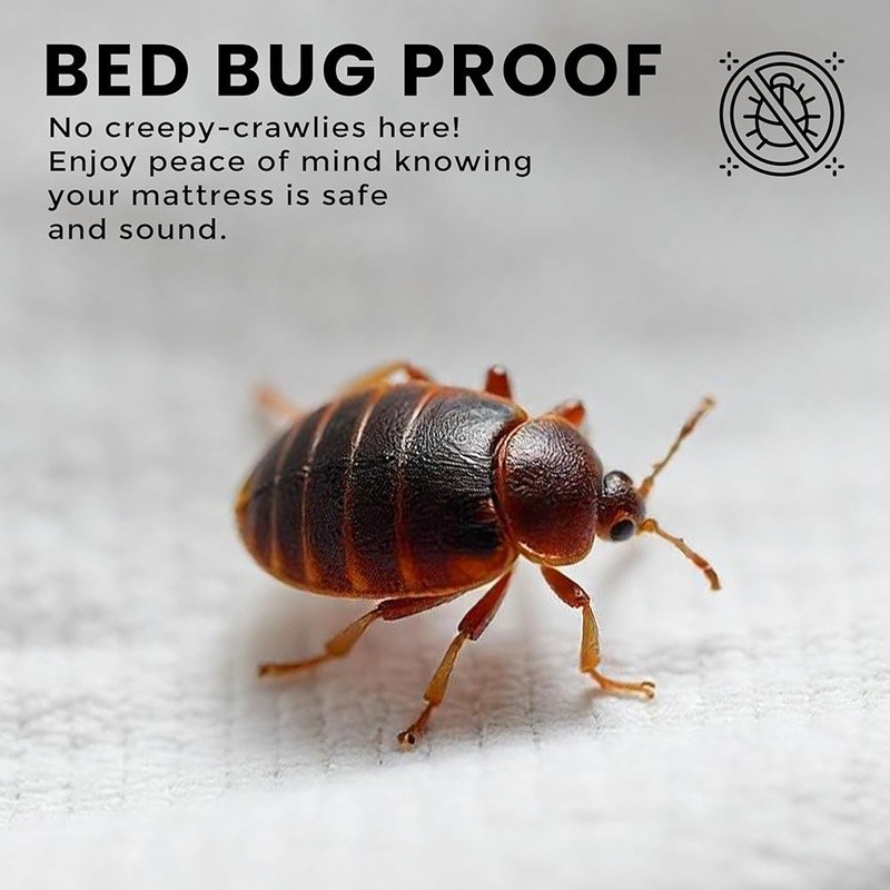 Zippered Mattress Protector Queen Bed Bug Proof Waterproof Dust Mite Washable US