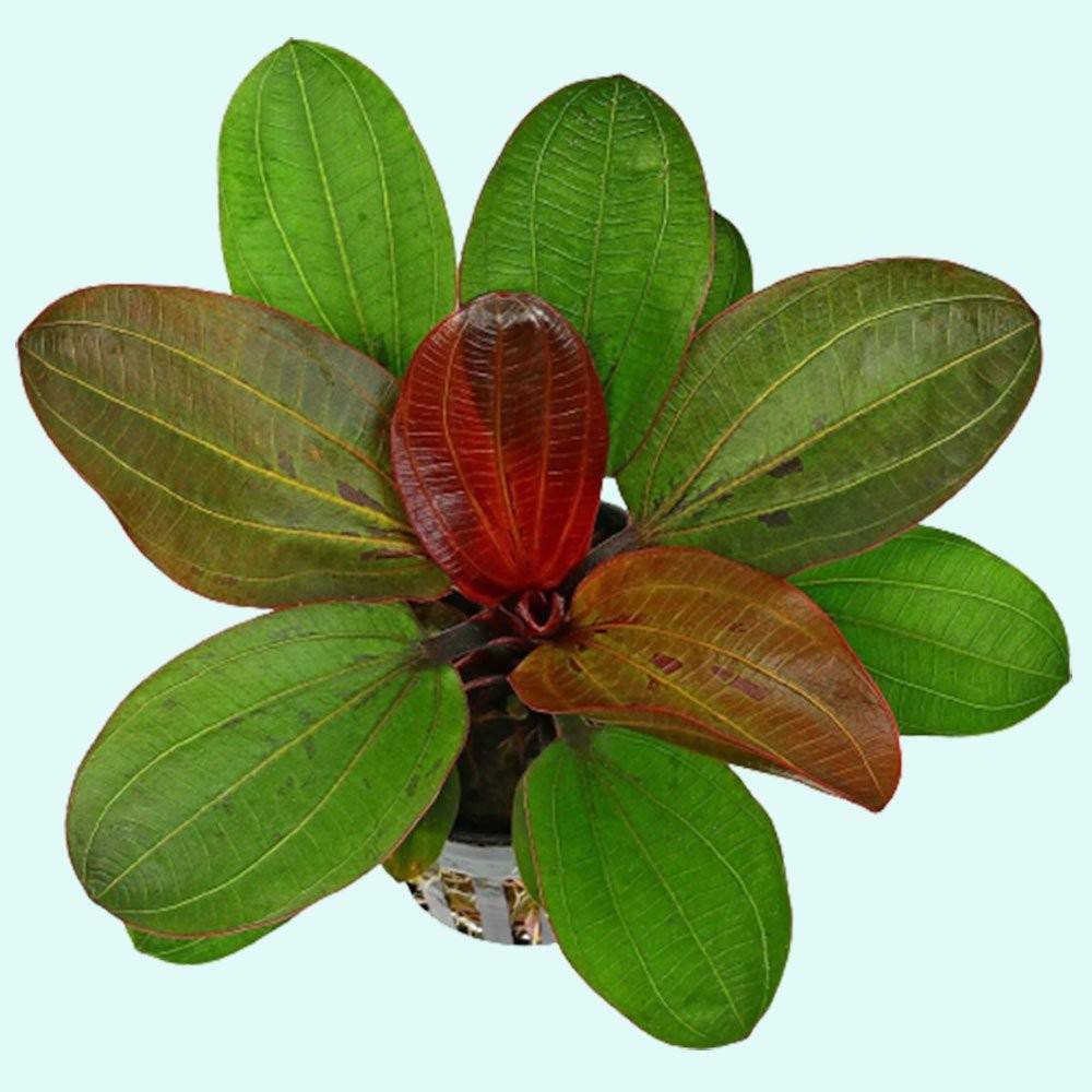 Amazon Sword Echinodorus (Red Pearl) Medium