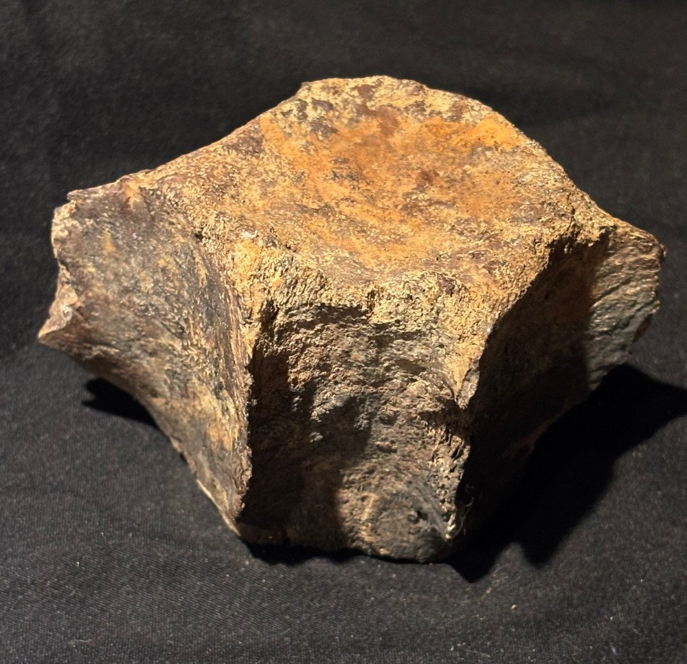 Prehistoric Fossil Dolphin Backbone Vertebrae SC