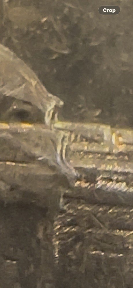 1964 D Nickel Jefferson