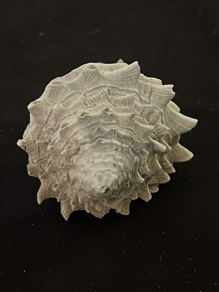 EXTINCT Fossilized VASE Shell From Central Florida & BONUS Shell.