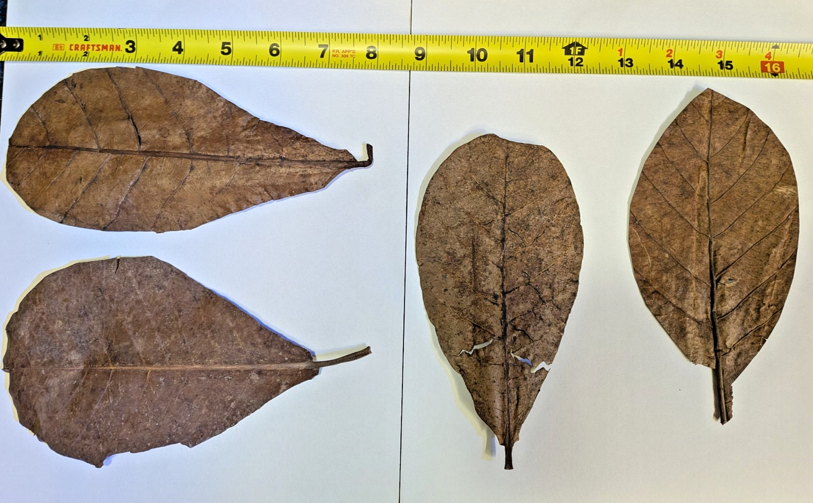 Indian Almond Leaf Large 6-8inch  Cattapa For Aquariums 2-3-4-5 Pack