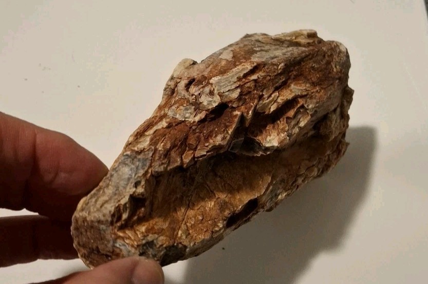 Petrified Wood 680g