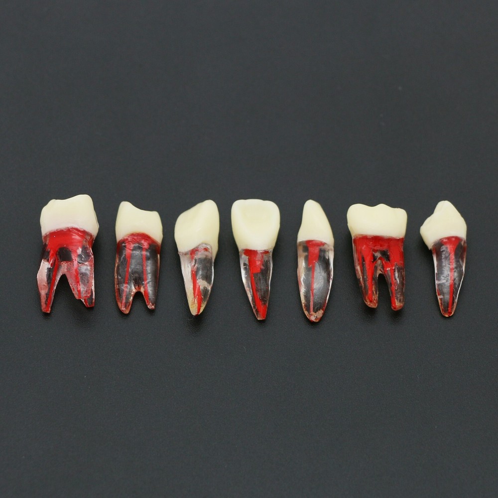 US Dental Root Canal Practice Model Teeth Pulp Study RCT Endo File 7 Sizes