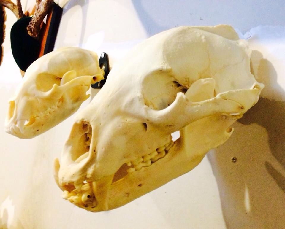 European Skull Mount Hanger *The EuroHanger* Deer Skull Hook