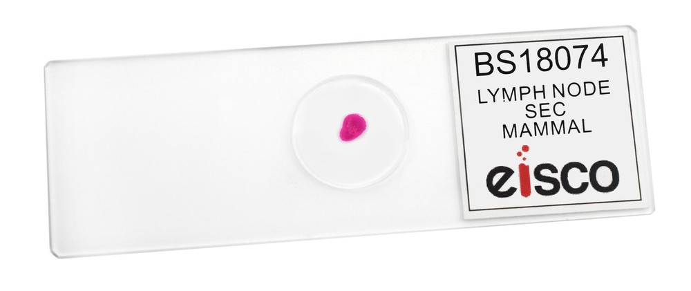 Lymph Node Section - Prepared Microscope Slide - 75x25mm - Eisco Labs
