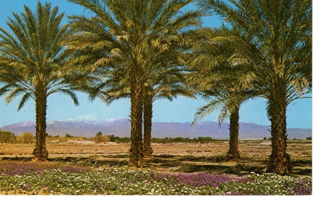 SPRING IN COACHELLA VALLEY, CA  - PC7276