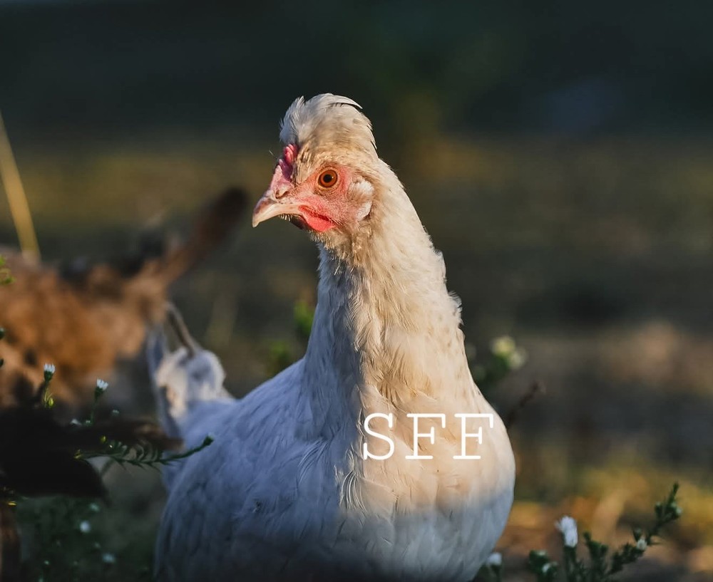 6pk Opal/Cream Legbar Hatching Eggs