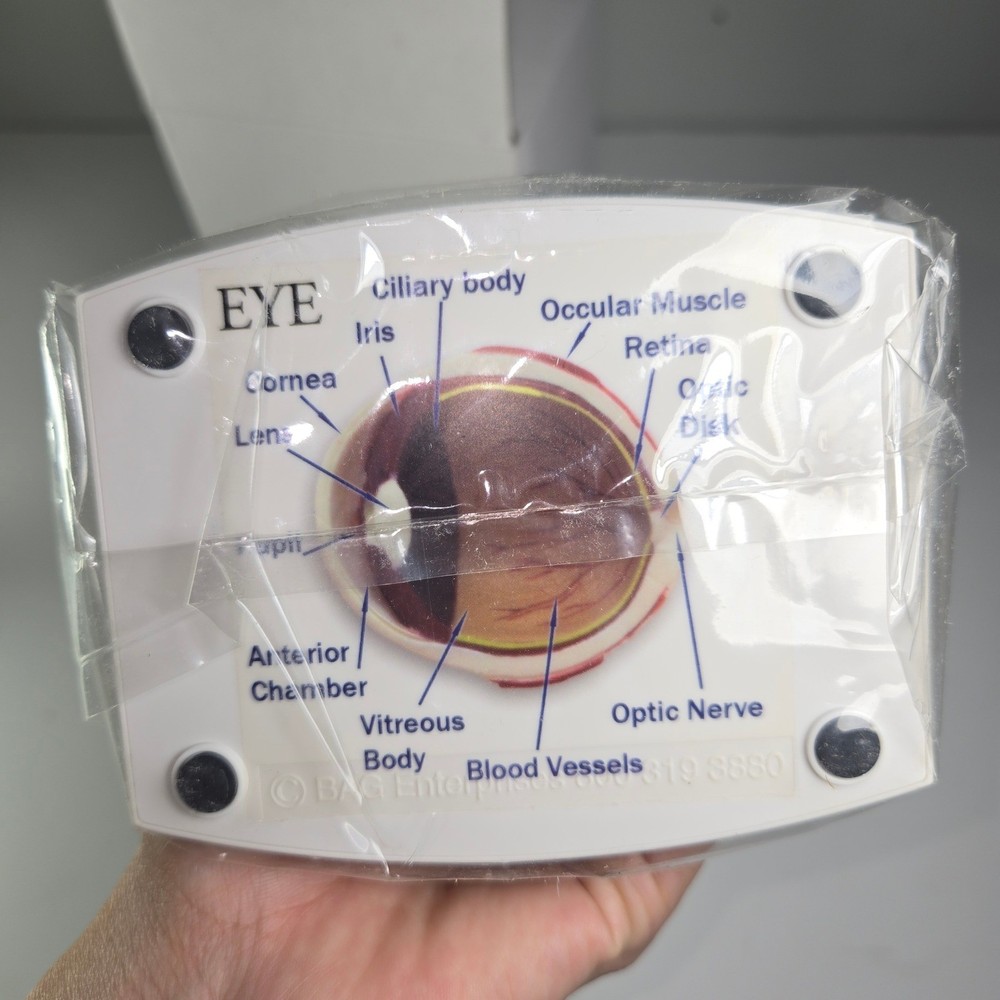 Banfield Eye Anatomy Model Educational Teaching Tool