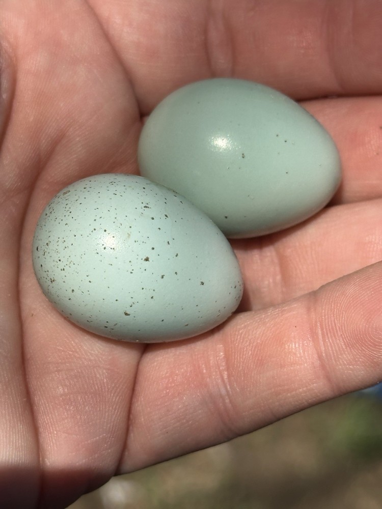 6+ Celadon Blue Coturnix Quail Hatching Eggs **100% TRUE BLUE**