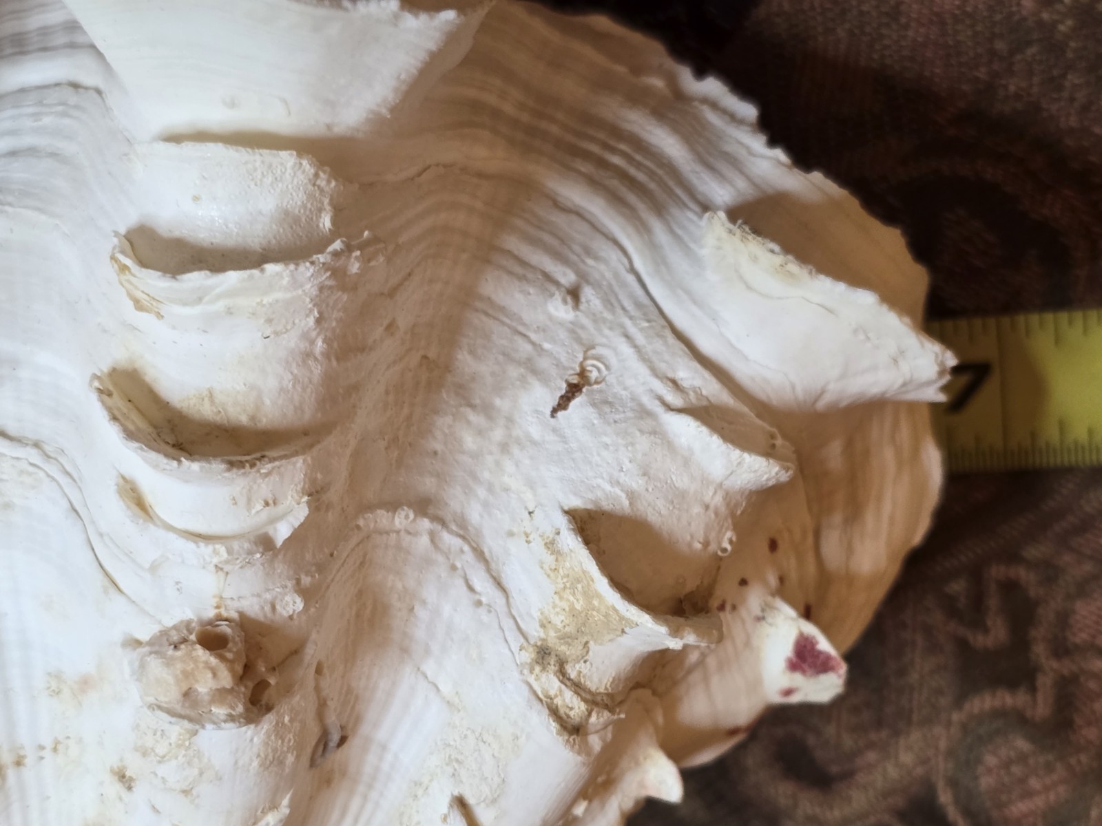 giant tridacna squamosa matched pair Clam Shells Seashells Ruffles 7"